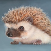 African Pigmy Hedgehog Poster フォトプリント