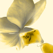 黄芸術的色の花 – 結婚s 招待状