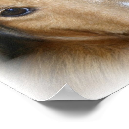 Collie Canvas Print ポスター (角)