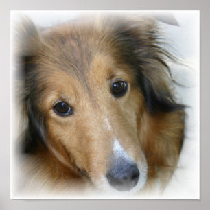 Collie Canvas Print ポスター
