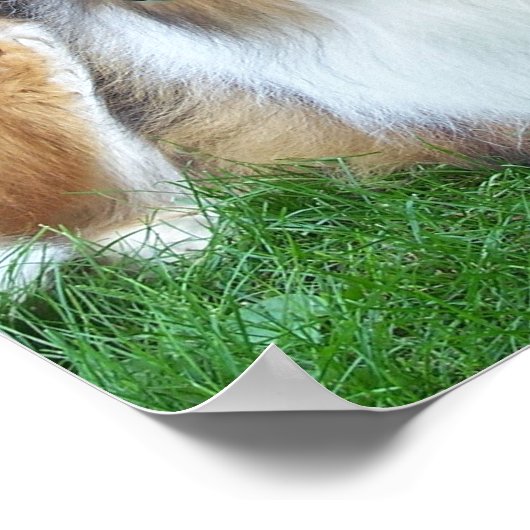 Collie in the Grass Poster ポスター (角)