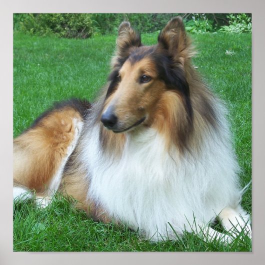 Collie in the Grass Poster ポスター (正面)