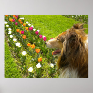 Collie N More Tulipsポスター ポスター