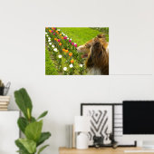 Collie N More Tulipsポスター ポスター (ホームオフィス)