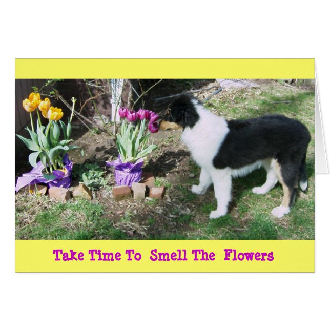Collie Pup/Tulips時間2花の香り (正面横)