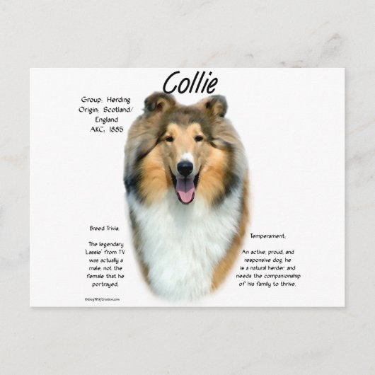 Collie (sable rough)履歴デザイン ポストカード (正面)