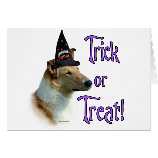 Collie (sable, smooth)トリック (正面横)