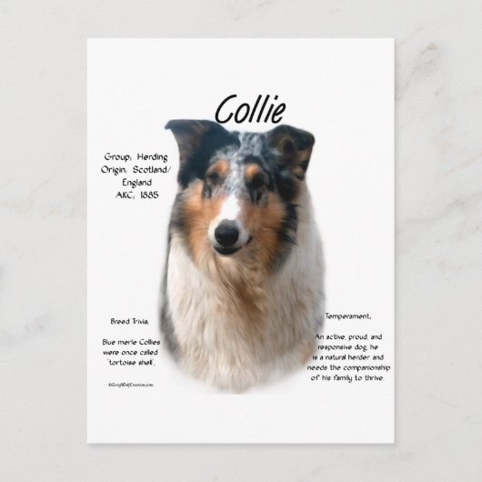 Collie (smooth merle)ヒストリデザイン ポストカード (正面)