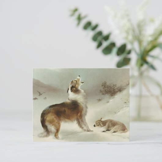 Collie und Schaf ポストカード (スタンド正面)