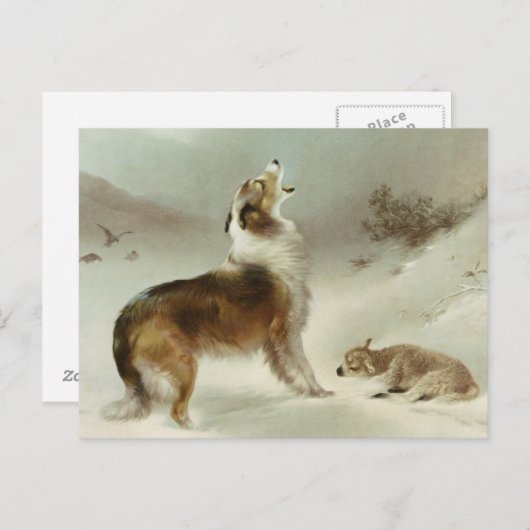 Collie und Schaf ポストカード (正面/裏面)
