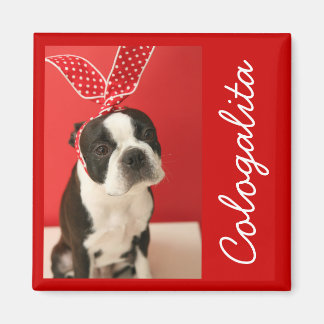 Cologalita Usamimi Magnets マグネット