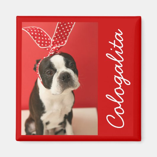 Cologalita Usamimi Magnets マグネット (正面)