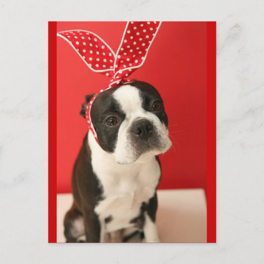 Cologalita Usamimi Postcards ポストカード (正面)