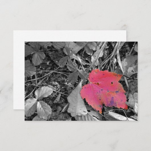 Color Pop Red Leaf サンキューカード (正面/裏面)