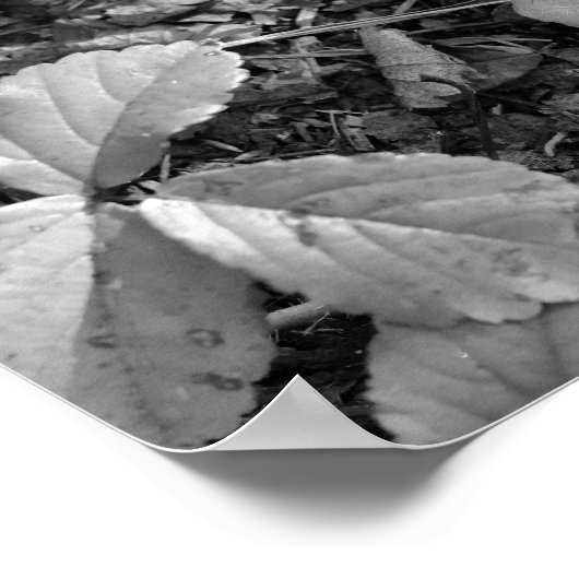 Color Pop Red Leaf ポスター (角)