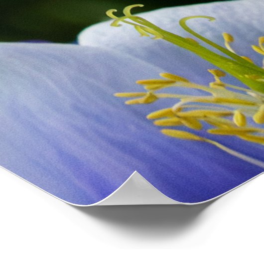 Colorado Blue ポスター (角)