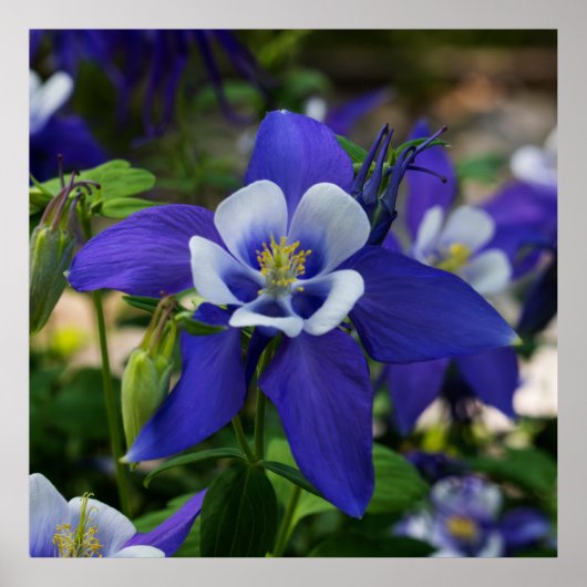 Colorado Blue ポスター (正面)