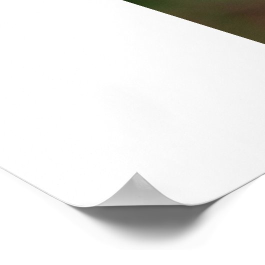 Colorado Columbine ポスター (角)