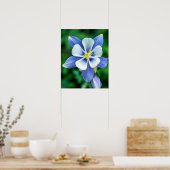 Colorado Columbine // Purplish Blue White Petals ポスター (キッチン)