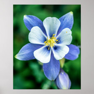 Colorado Columbine // Purplish Blue White Petals ポスター