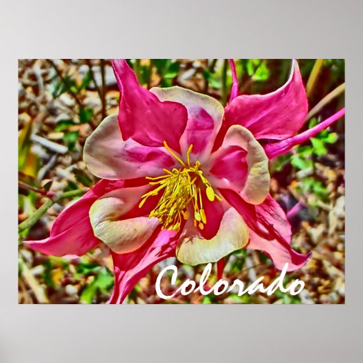 Colorado pink columbine poster ポスター (正面)