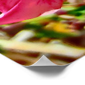 Colorado pink columbine poster ポスター (角)