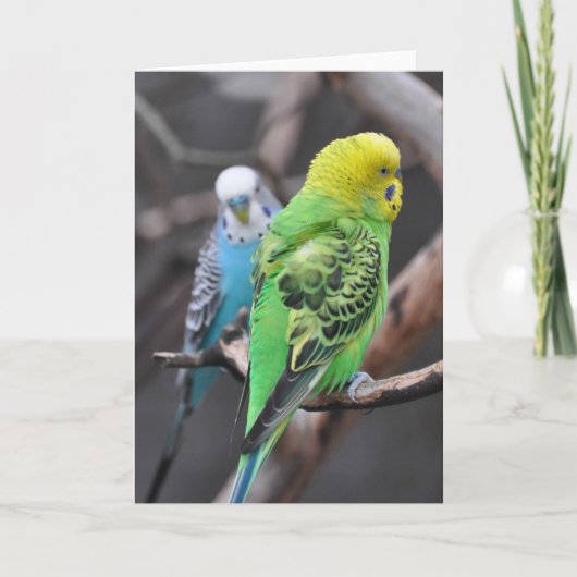 Colorful Budgies! - Frameable Art Card カード (正面)