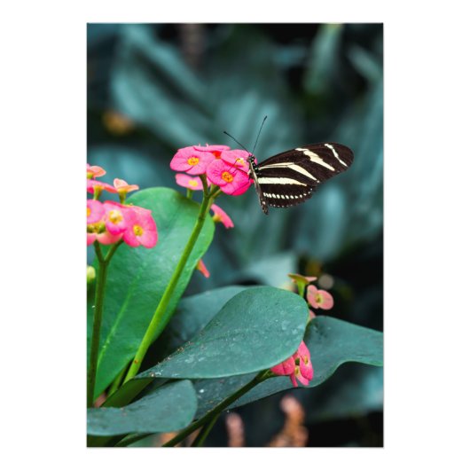 colorful butterfly in the garden フォトプリント            (正面)