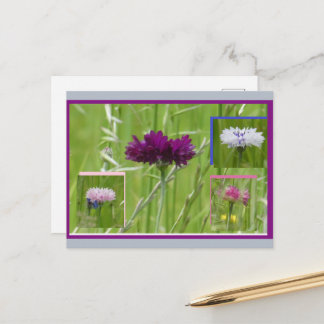 Colorful Cornflowers Collage DIY Postcard シーズンポストカード
