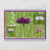Colorful Cornflowers Collage DIY Postcard シーズンポストカード (正面)
