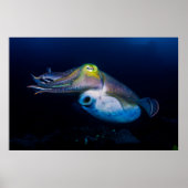 Colorful Cuttlefish Poster ポスター (正面)