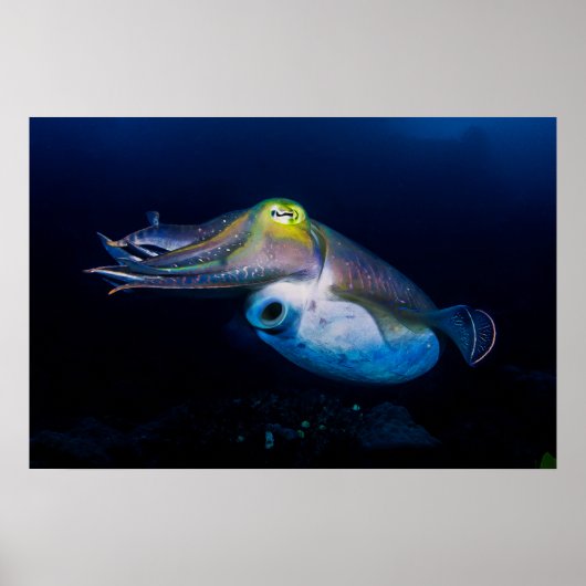 Colorful Cuttlefish Poster ポスター (正面)