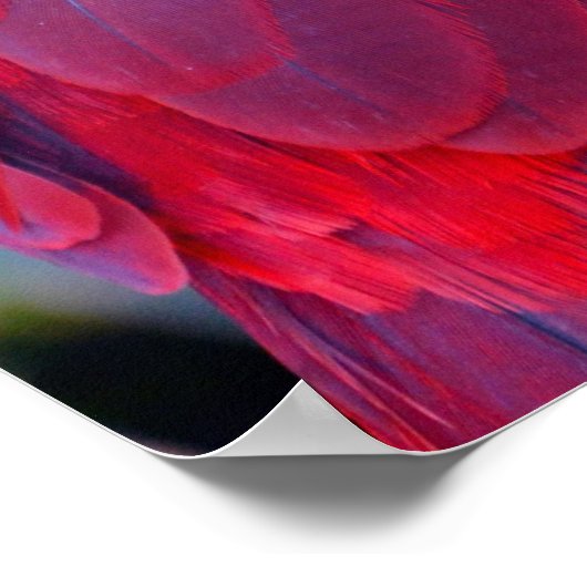 Colorful eclectus parrot poster ポスター (角)