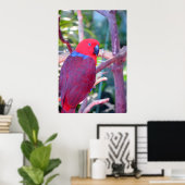 Colorful eclectus parrot poster ポスター (ホームオフィス)