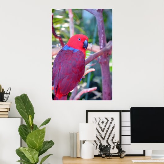 Colorful eclectus parrot poster ポスター (ホームオフィス)