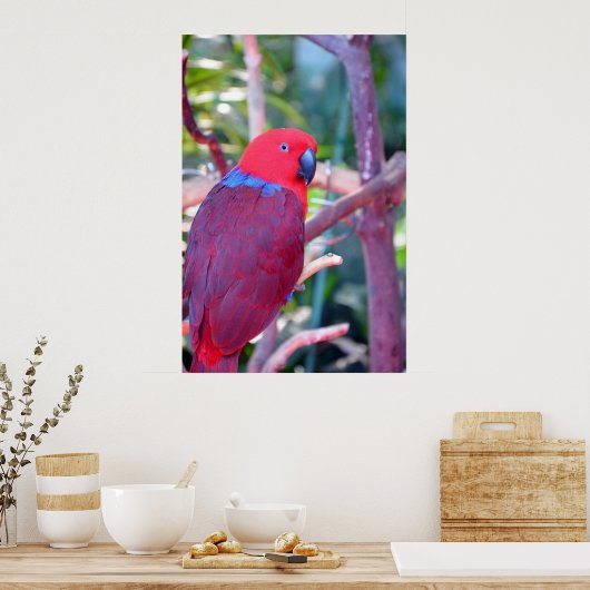 Colorful eclectus parrot poster ポスター (キッチン)