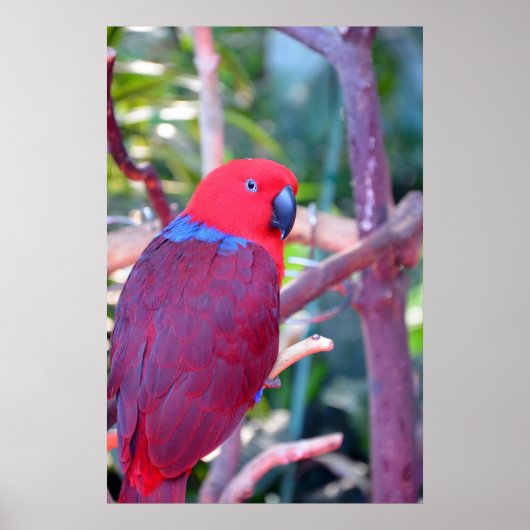 Colorful eclectus parrot poster ポスター (正面)