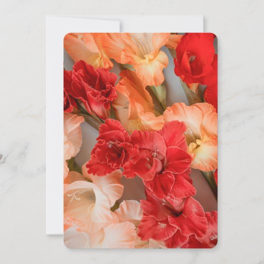 Colorful Gladiolus Flowers シーズンカード (正面)