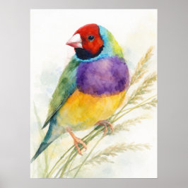 Colorful Gouldian Finch Bird Perched ポスター