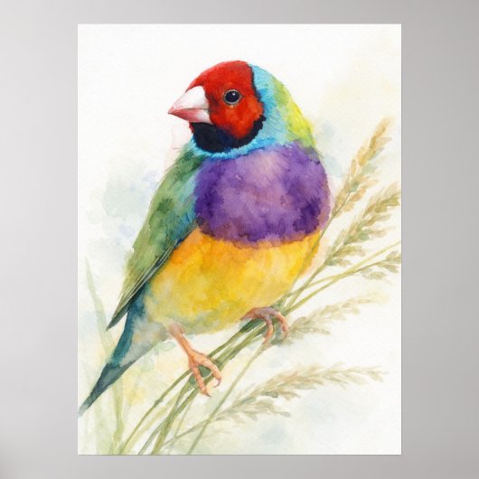 Colorful Gouldian Finch Bird Perched ポスター (正面)