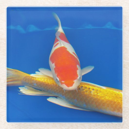 Colorful Koi in Blue Pool ガラスコースター (正面)