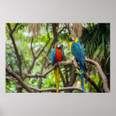 Colorful Macaw Parrots Perched Together ポスター (正面)