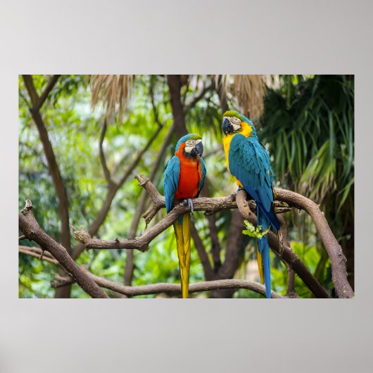 Colorful Macaw Parrots Perched Together ポスター (正面)