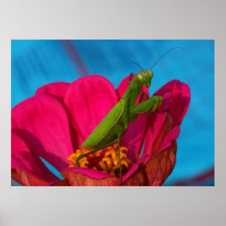 Colorful Mantis ポスター