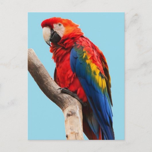 Colorful Parrot Portrait Photo ポストカード (正面)