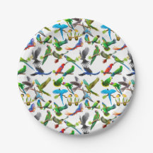 Colorful Pet Parrots