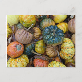Colorful Pumpkin Postcard ポストカード