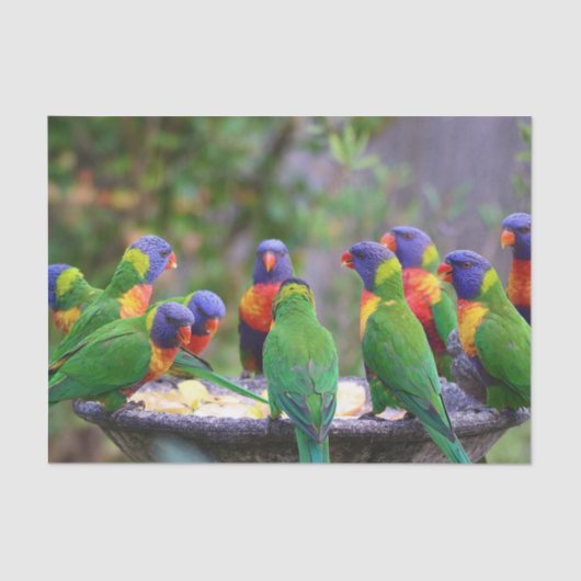 Colorful Rainbow Lorikeet Parrots Eating 薄葉紙 (正面)