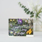 Colorful Spring Flowers Collage DIY Postcard シーズンポストカード (スタンド正面)