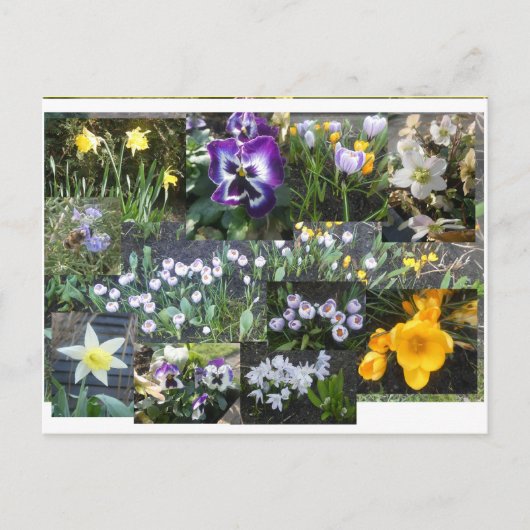 Colorful Spring Flowers Collage DIY Postcard シーズンポストカード (正面)